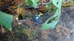 Dendrobates