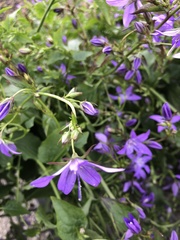 Campanula poscharskyana