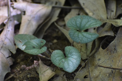 Viola hirsutula, photograph 2