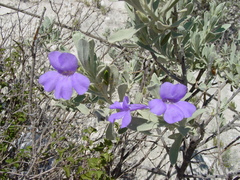 Leucophyllum hintoniorum