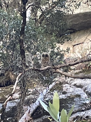iNaturalist observation photo of Spotted Owl