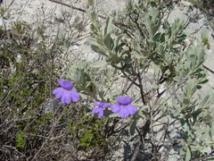 Leucophyllum hintoniorum