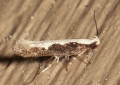 Agnippe prunifoliella