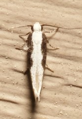Agnippe prunifoliella