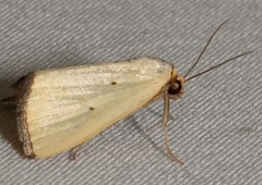 Marimatha nigrofimbria