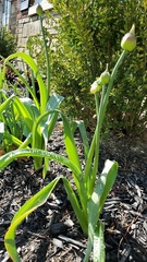 Allium