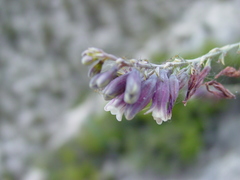 Hemiphylacus hintoniorum