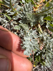 Potentilla breweri, photograph (c) Kenzie Anderson-Bell, some rights reserved (CC BY)