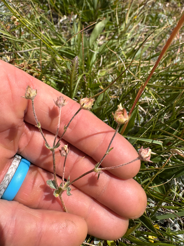 Potentilla breweri, photograph 3