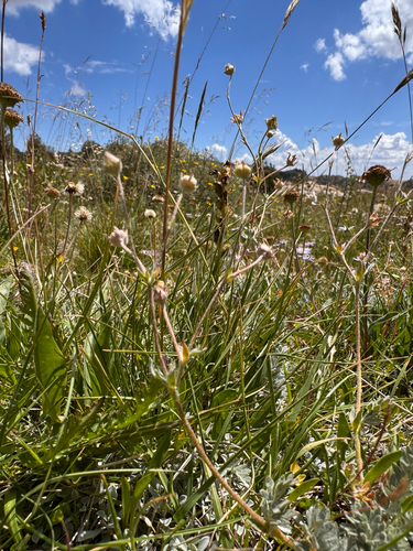 Potentilla breweri, photograph 4