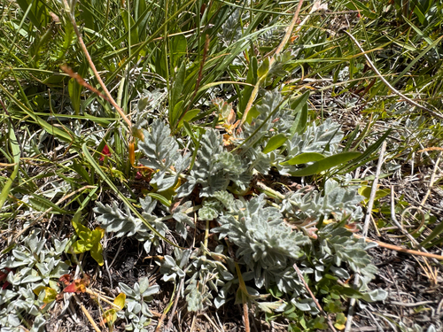 Potentilla breweri, photograph 5