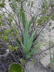 Hemiphylacus hintoniorum
