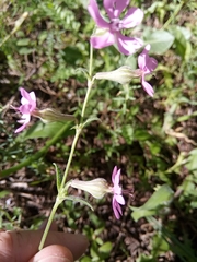 Silene colorata image