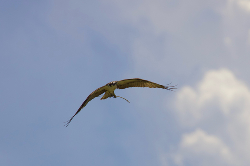 iNaturalist image
