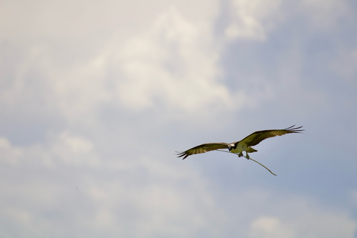 iNaturalist image