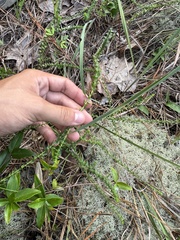 Symphyotrichum walteri