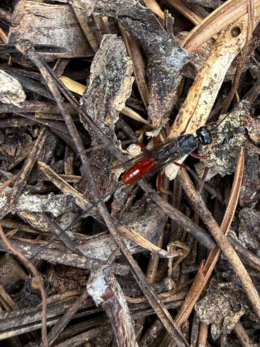 iNaturalist observation photo of Ants, Bees, Wasps, and Sawflies