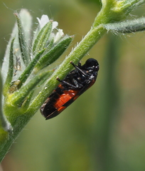 Cercopis arcuata