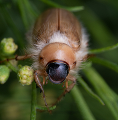Phobetus mojavus