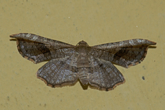 Thyrididae