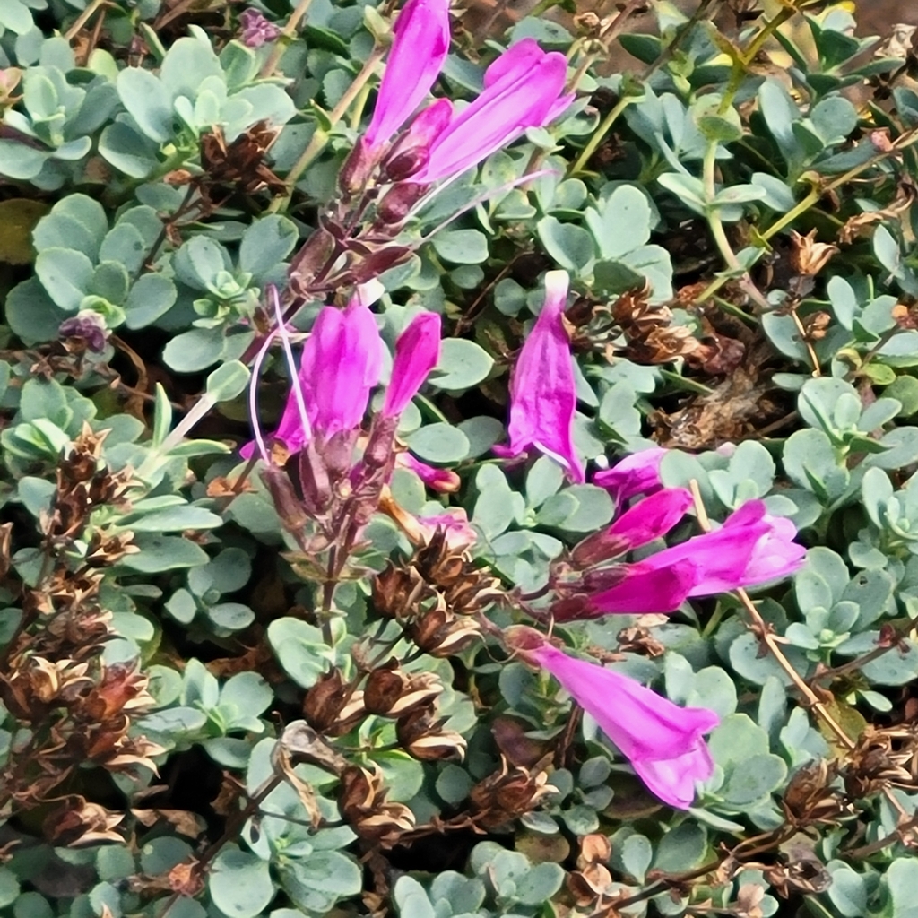 Penstemon rupicola; photograph author not stated, no rights reserved