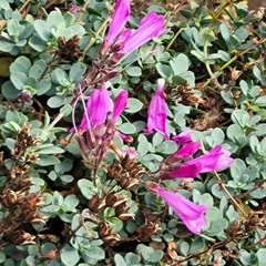 Penstemon rupicola