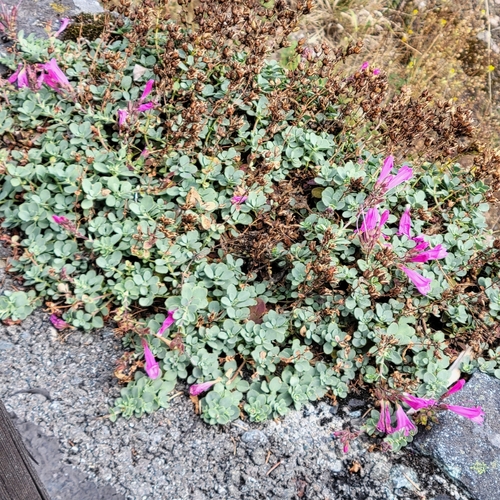 Penstemon rupicola, photograph 1