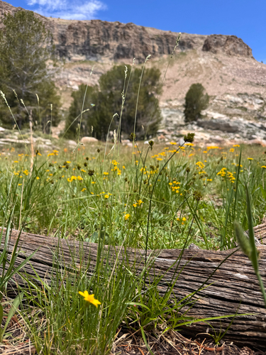 Carex microptera, photograph 2