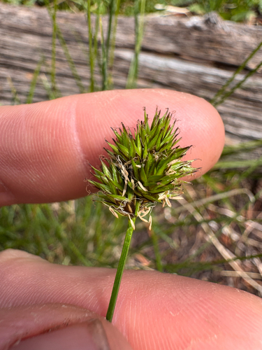 Carex microptera