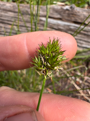 Carex microptera, photograph (c) Kenzie Anderson-Bell, some rights reserved (CC BY)