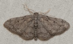 Idaea violacearia