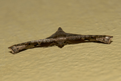 Thyrididae