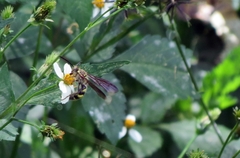 Xanthocampsomeris hesterae