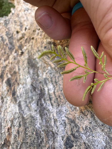 Cryptogramma stelleri, photograph 5