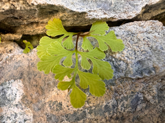 Cryptogramma stelleri, photograph (c) Kenzie Anderson-Bell, some rights reserved (CC BY)