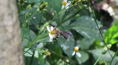 Xanthocampsomeris hesterae