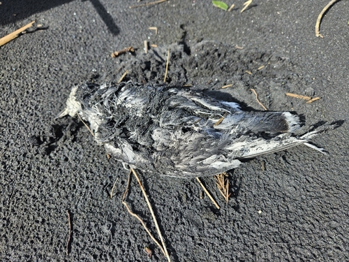 iNaturalist image