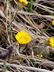 Tussilago farfara