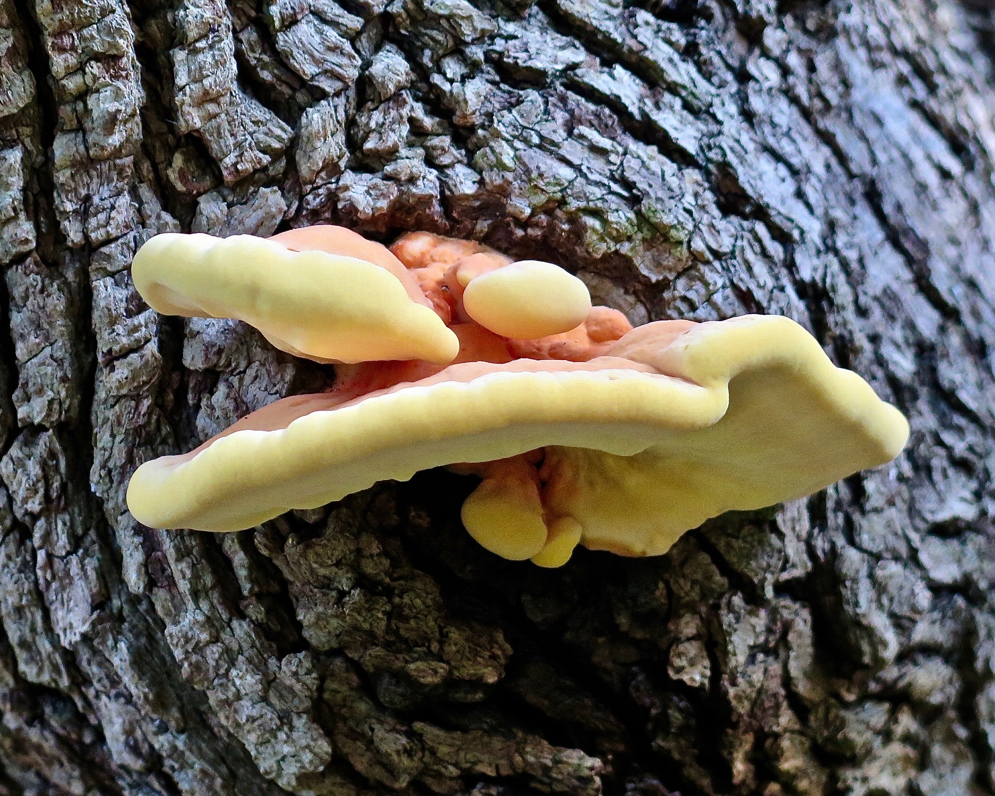 Polyporus sulphureus<br>11 October, 2018