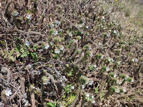 Phacelia distans observed 2026-07-26