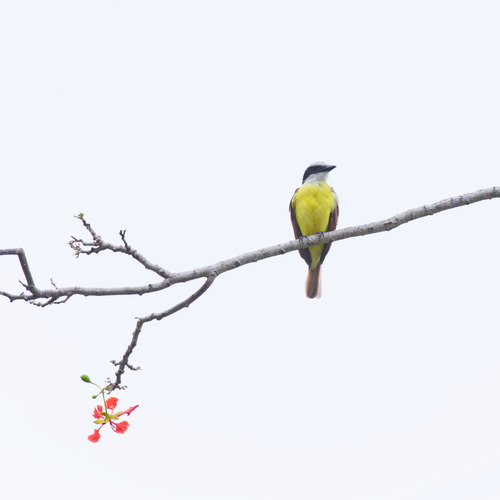 Great Kiskadee