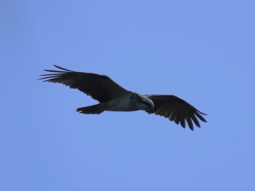iNaturalist image