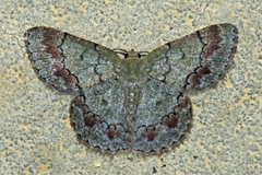 Epipristis