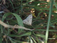 Evergestis frumentalis