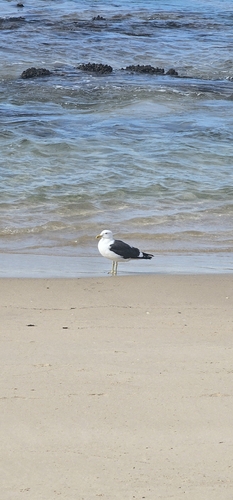 iNaturalist: (c) Rod, some rights reserved (CC BY-NC), uploaded by Rod iNaturalist image