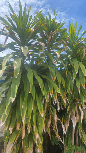 cornstalk dracaena