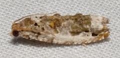 Proteoteras naracana