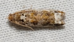 Proteoteras naracana
