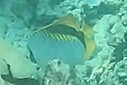 Chaetodon lineolatus, 2026-07-25