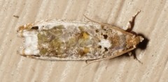 Proteoteras naracana